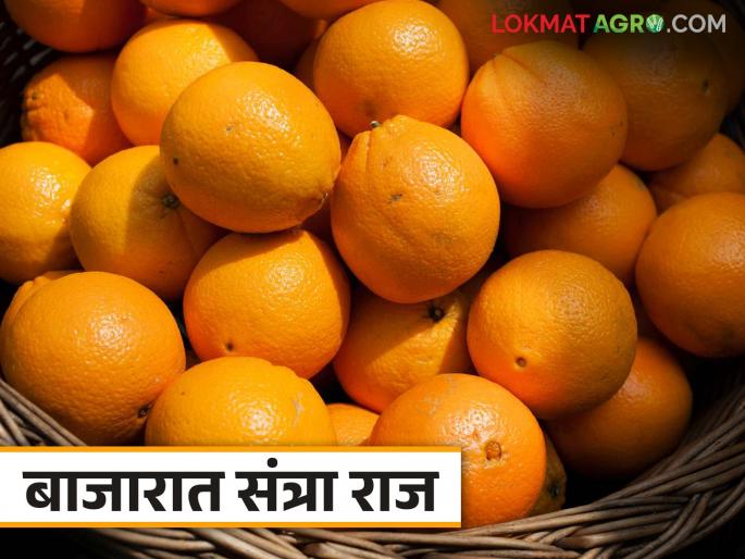 Santra Bajar Bhav : Large inward of oranges in Mumbai Agricultural Produce Market Committee; How are you getting the rate? | Santra Bajar Bhav : मुंबई कृषी उत्पन्न बाजार समितीत संत्र्याची मोठी आवक; कसा मिळतोय दर Santra Bajar Bhav : Large inward of oranges in Mumbai Agricultural Produce Market Committee; How are you getting the rate? | Santra Bajar Bhav : मुंबई कृषी उत्पन्न बाजार समितीत संत्र्याची मोठी आवक; कसा मिळतोय दर