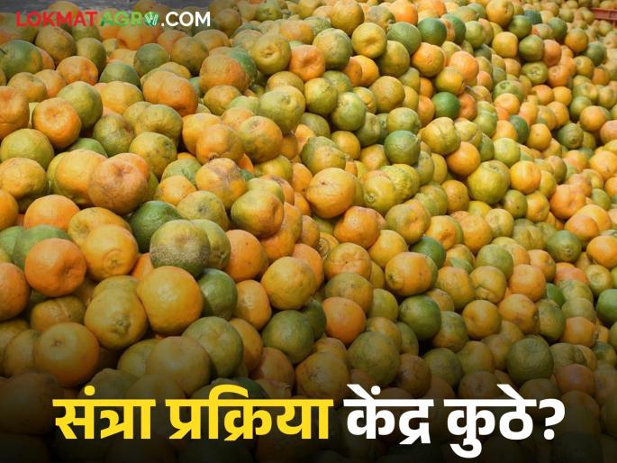 latest news Orange Processing Center: Orange Processing Center announced; Implementation still zero! read in details | Orange Processing Center : संत्रा प्रक्रिया केंद्राची घोषणा; अंमलबजावणी मात्र अद्याप शून्यच! वाचा सविस्तर