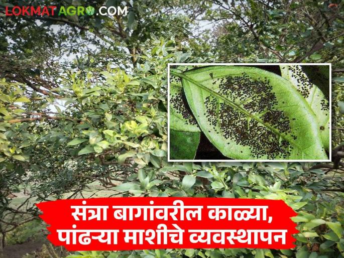 Latest News Management of black and white fly bites in orange orchards see details | Crop Management : संत्रा फळबागांना काळ्या, पांढऱ्या माशीचा डंख, असं करा व्यवस्थापन, वाचा सविस्तर  Latest News Management of black and white fly bites in orange orchards see details | Crop Management : संत्रा फळबागांना काळ्या, पांढऱ्या माशीचा डंख, असं करा व्यवस्थापन, वाचा सविस्तर