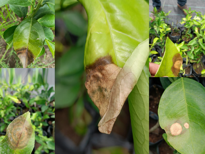 Leaf drop, Fruit drop problems and remedies in sweet lime and Orange | मोसंबी व संत्रामध्ये पानगळ, फळगळ समस्या आणि उपाय Leaf drop, Fruit drop problems and remedies in sweet lime and Orange | मोसंबी व संत्रामध्ये पानगळ, फळगळ समस्या आणि उपाय