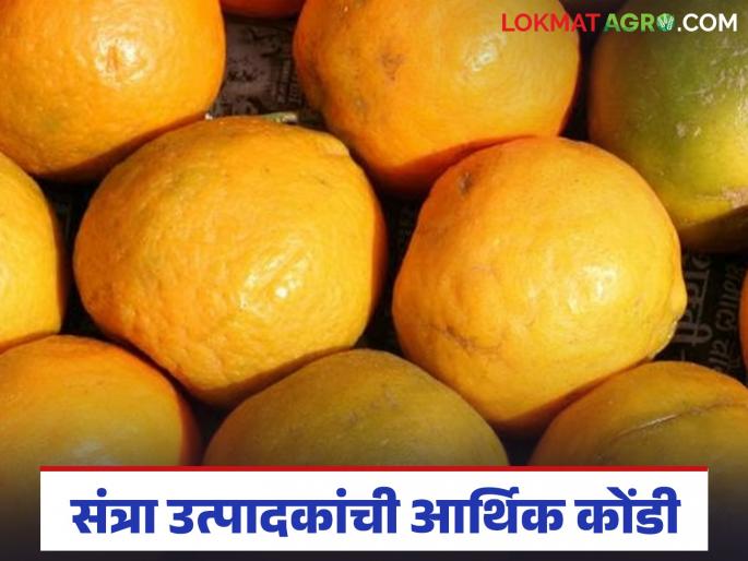 latest news Orange Farmers Crisis: The tarnished fortunes of orange growers; Natural disasters and low prices have exacerbated the financial crisis! | Orange Farmers Crisis : संत्रा उत्पादकांचे डागाळलेले नशीब; नैसर्गिक आपत्ती आणि कमी भावामुळे आर्थिक कोंडी वाढली! latest news Orange Farmers Crisis: The tarnished fortunes of orange growers; Natural disasters and low prices have exacerbated the financial crisis! | Orange Farmers Crisis : संत्रा उत्पादकांचे डागाळलेले नशीब; नैसर्गिक आपत्ती आणि कमी भावामुळे आर्थिक कोंडी वाढली!