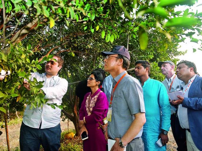 World Orange Festival: Honorable guests, won by Nagpuri orange | वर्ल्ड ऑरेंज फेस्टिव्हल: नागपुरी संत्र्याने जिंकली पाहुण्यांची मने World Orange Festival: Honorable guests, won by Nagpuri orange | वर्ल्ड ऑरेंज फेस्टिव्हल: नागपुरी संत्र्याने जिंकली पाहुण्यांची मने