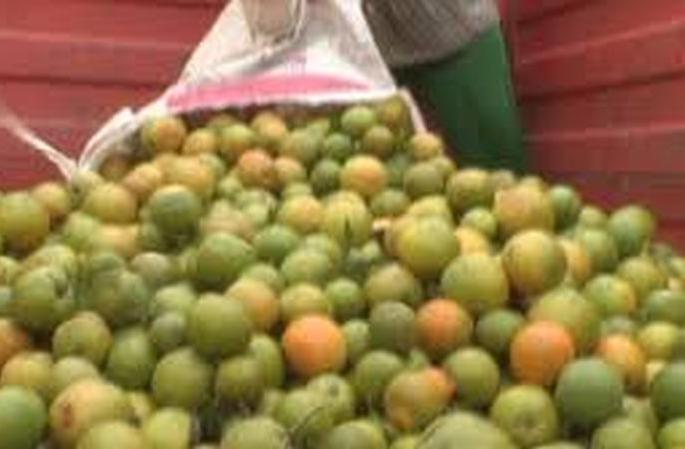 Orange fruit crop hit; Losses on Rs 75 crore! | संत्रा फळ पिकाला फटका; ७५ कोटी रुपयांवर नुकसानीची शक्यता!