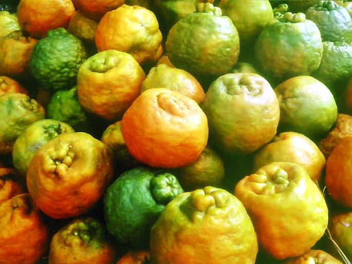 2 crore funds for the research of oranges and the development of species | संत्र्यांचे संशोधन आणि प्रजातींच्या विकासासाठी दोन कोटींचा निधी