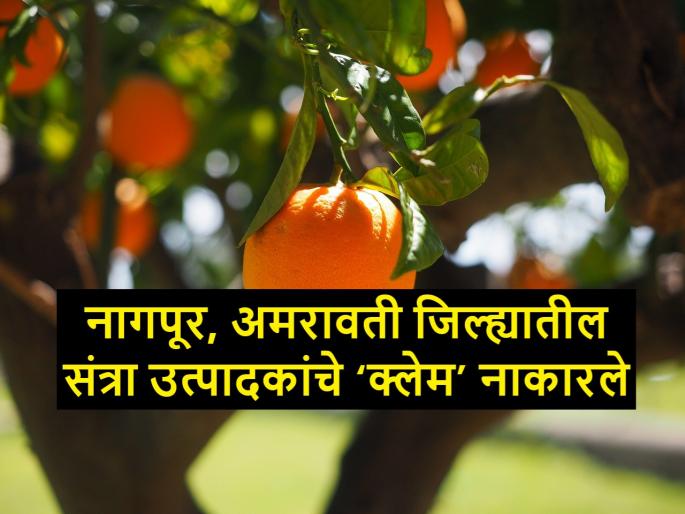 orangefarmer's crop insurance claims rejected by companies | फळ पीक विम्याचा ‘ऑरेंज ज्यूस’ कंपनीच्याच घशात orangefarmer's crop insurance claims rejected by companies | फळ पीक विम्याचा ‘ऑरेंज ज्यूस’ कंपनीच्याच घशात