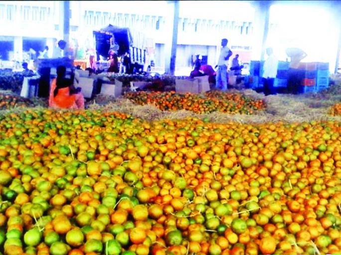 Sweet orange banquet for customers of Nagpur: 200 tempos arriving daily | नागपूरच्या ग्राहकांना गोड संत्र्याची मेजवानी  : दररोज २०० टेम्पोची आवक Sweet orange banquet for customers of Nagpur: 200 tempos arriving daily | नागपूरच्या ग्राहकांना गोड संत्र्याची मेजवानी  : दररोज २०० टेम्पोची आवक