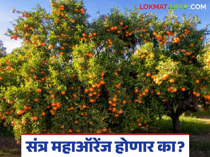 Orange Market : Will the expectations of orange growers be disappointed this year? Read the reason in detail | Orange Market : संत्र बागायतदारांची अपेक्षा यंदा फोल ठरेल का? काय आहे कारण ते वाचा सविस्तर