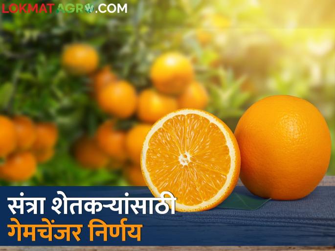 Good news for orange farmers; The government is starting this project to process oranges | संत्रा उत्पादक शेतकऱ्यांसाठी गुड न्यूज; संत्र्यावर प्रक्रिया करण्यासाठी शासन सुरु करतंय हा प्रकल्प Good news for orange farmers; The government is starting this project to process oranges | संत्रा उत्पादक शेतकऱ्यांसाठी गुड न्यूज; संत्र्यावर प्रक्रिया करण्यासाठी शासन सुरु करतंय हा प्रकल्प