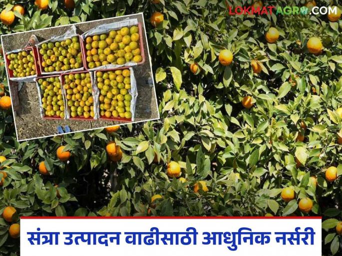Orange Fruit: Oranges from Vidarbha will get a rightful market read in details | Orange Fruit : विदर्भातील संत्र्याला मिळणार हक्काची बाजारपेठ वाचा सविस्तर Orange Fruit: Oranges from Vidarbha will get a rightful market read in details | Orange Fruit : विदर्भातील संत्र्याला मिळणार हक्काची बाजारपेठ वाचा सविस्तर