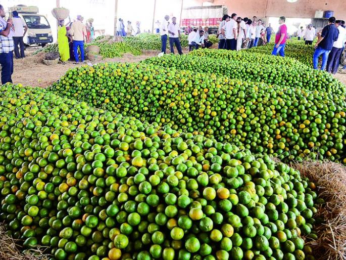 In Nagpur, the arrival of oranges has increased: prices are inevitable | नागपुरात संत्र्यांची आवक वाढली : भाव आटोक्यात In Nagpur, the arrival of oranges has increased: prices are inevitable | नागपुरात संत्र्यांची आवक वाढली : भाव आटोक्यात