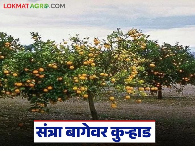 latest news Orange Orchard Crisis: The axe of pain in the golden orange belt; Water on the dreams of growers Read in detail | Orange Orchard Crisis : सुवर्ण संत्रा पट्ट्यात वेदनेची कुऱ्हाड; उत्पादकांच्या स्वप्नांवर पाणी वाचा सविस्तर latest news Orange Orchard Crisis: The axe of pain in the golden orange belt; Water on the dreams of growers Read in detail | Orange Orchard Crisis : सुवर्ण संत्रा पट्ट्यात वेदनेची कुऱ्हाड; उत्पादकांच्या स्वप्नांवर पाणी वाचा सविस्तर