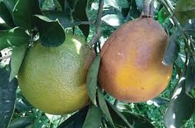 Orange orchards threatened by fungus in Washim district | वाशिम जिल्ह्यात बुरशीमुळे संत्रा बाग धोक्यात