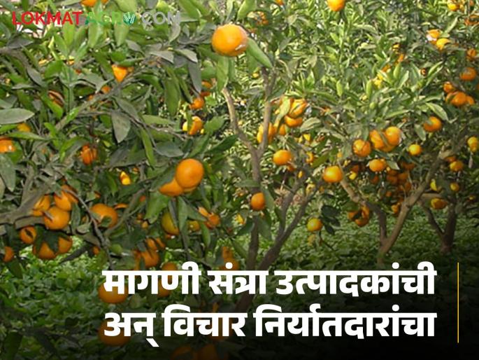 Orange Export Subsidy Question marks on the decision taken by the state government regarding Bangladesh orange export subsidy | Orange Export Subsidy बांगलादेश संत्रा निर्यात सबसिडी संदर्भात राज्य सरकारने घेतलेल्या निर्णयावर प्रश्नचिन्ह Orange Export Subsidy Question marks on the decision taken by the state government regarding Bangladesh orange export subsidy | Orange Export Subsidy बांगलादेश संत्रा निर्यात सबसिडी संदर्भात राज्य सरकारने घेतलेल्या निर्णयावर प्रश्नचिन्ह