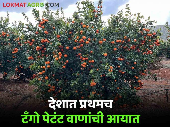 Latest News Importation of Tango patent variety in citrus fruits for first time in india by Sahyadri farms | Orange variety Tango : लिंबूवर्गीय फळांत देशात प्रथमच टँगो पेटंट वाणांची आयात, काय आहेत वाणाची वैशिष्ट्ये 