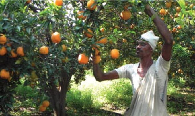 Orange orchard management; Conversation with farmers in 35 villages | संत्रा बाग व्यवस्थापन; ३५ गावांतील शेतकऱ्यांशी ‘कॉन्फरन्सिंग’द्वारे संवाद Orange orchard management; Conversation with farmers in 35 villages | संत्रा बाग व्यवस्थापन; ३५ गावांतील शेतकऱ्यांशी ‘कॉन्फरन्सिंग’द्वारे संवाद