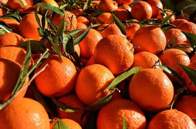 One crore rupees worth of oranges were sold by a broker | शेतकऱ्यांचा एक कोटी रुपयांचा संत्रा दलालाने परस्पर विकला One crore rupees worth of oranges were sold by a broker | शेतकऱ्यांचा एक कोटी रुपयांचा संत्रा दलालाने परस्पर विकला