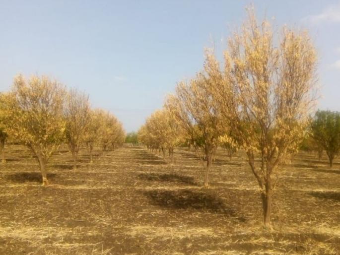 Orchard dry; Demand for survey | फळबागा सुकल्या; सर्वेक्षण करण्याची मागणी Orchard dry; Demand for survey | फळबागा सुकल्या; सर्वेक्षण करण्याची मागणी