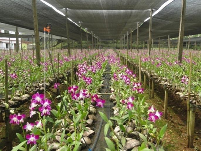 8 crore scam in Orchid crop scheme in Goa; Farmers complain to Madgaon police | गोव्यात ऑर्किड पीक योजनेत घोटाळा; शेतकऱ्यांकडून मडगाव पोलिसात तक्रार 8 crore scam in Orchid crop scheme in Goa; Farmers complain to Madgaon police | गोव्यात ऑर्किड पीक योजनेत घोटाळा; शेतकऱ्यांकडून मडगाव पोलिसात तक्रार