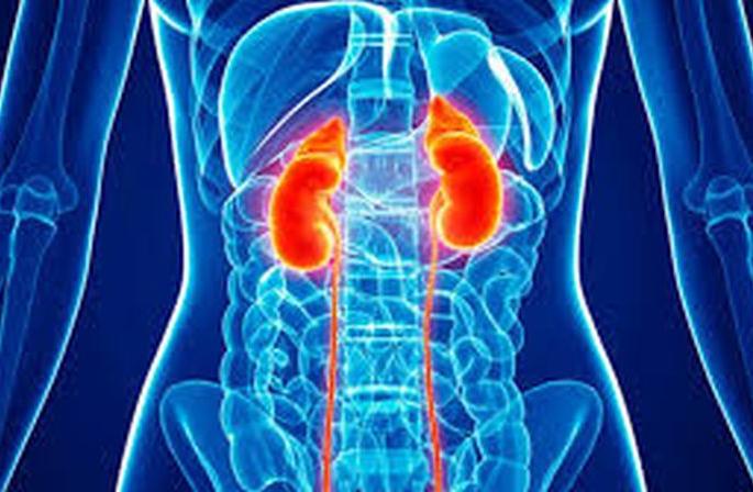 CoronaVirus: Organ failure causes death! | CoronaVirus: ऑर्गन फेल्युअर ठरतेय मृत्यूचे कारण! CoronaVirus: Organ failure causes death! | CoronaVirus: ऑर्गन फेल्युअर ठरतेय मृत्यूचे कारण!