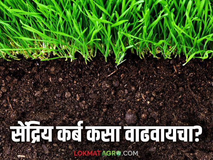 Organic Carbon : Easy ways to increase organic carbon in soil; Read in detail | Organic Carbon : जमिनीतील सेंद्रिय कर्ब वाढविण्याचे सोपे उपाय; वाचा सविस्तर Organic Carbon : Easy ways to increase organic carbon in soil; Read in detail | Organic Carbon : जमिनीतील सेंद्रिय कर्ब वाढविण्याचे सोपे उपाय; वाचा सविस्तर
