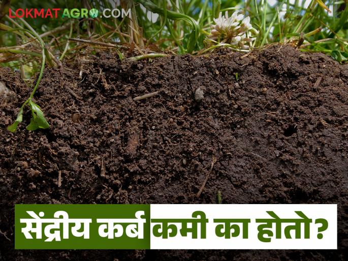Sendriya Carbon : What causes the organic carbon in the soil to decrease? And how to increase it; Let's see in detail | Sendriya Carbon : मातीतील सेंद्रिय कर्ब कशामुळे कमी होतो? व तो कसा वाढवावा; सविस्तर पाहूया