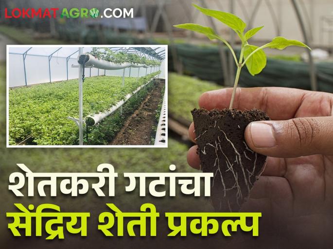 Latest News 700 farmers will grow organic vegetables and grains through groups | सातशे शेतकरी गटाचं नवं पाऊल, बाराशे एकरांत उभारणार सेंद्रिय शेती प्रकल्प 