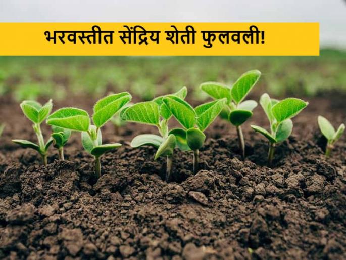 Latest News family started organic farming by demolishing a building in amalner | Success Story : भरवस्तीतील इमारत पाडून कुटूंबाने फुलवली सेंद्रिय शेती, अमळनेर येथील प्रयोग