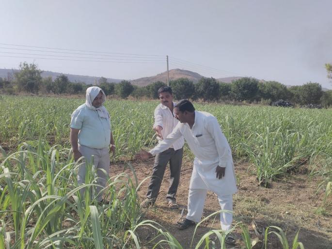 45 Organic Farmer Groups in Buldana District | बुलडाणा जिल्ह्यात ४५ सेंद्रिय शेतकरी गट: शेतकऱ्यांचा वाढता कल 45 Organic Farmer Groups in Buldana District | बुलडाणा जिल्ह्यात ४५ सेंद्रिय शेतकरी गट: शेतकऱ्यांचा वाढता कल