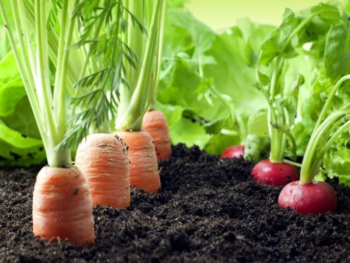 Dr. For Organic Farming Panjabrao Deshmukh Mission; The decision of the state cabinet | सेंद्रिय शेतीसाठी डॉ. पंजाबराव देशमुख मिशन; राज्य मंत्रिमंडळाचा निर्णय Dr. For Organic Farming Panjabrao Deshmukh Mission; The decision of the state cabinet | सेंद्रिय शेतीसाठी डॉ. पंजाबराव देशमुख मिशन; राज्य मंत्रिमंडळाचा निर्णय