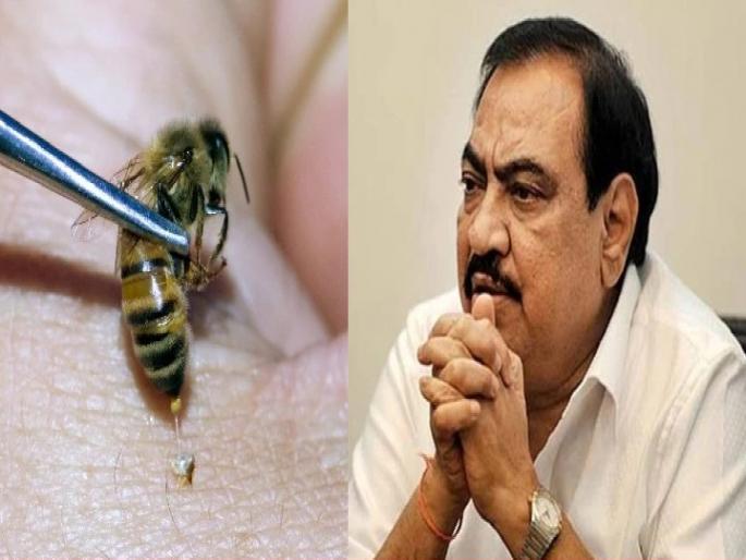 Video: Due to Bee bite Eknath Khadse's back pain and knee pain stopped | Video: मधमाशा चावल्या अन् एकनाथ खडसेंचं दुखणं बंद झालं; नेमका काय प्रकार? Video: Due to Bee bite Eknath Khadse's back pain and knee pain stopped | Video: मधमाशा चावल्या अन् एकनाथ खडसेंचं दुखणं बंद झालं; नेमका काय प्रकार?