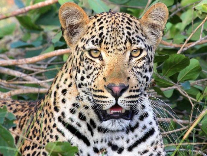 14 goats, one cow killed in leopard attack in Nandre Shivara | नांद्रे शिवारात बिबट्याच्या हल्ल्यात १४ शेळ्या, एक गाय ठार; दोन लाखांचे नुकसान झाल्याचा प्राथमिक अंदाज 14 goats, one cow killed in leopard attack in Nandre Shivara | नांद्रे शिवारात बिबट्याच्या हल्ल्यात १४ शेळ्या, एक गाय ठार; दोन लाखांचे नुकसान झाल्याचा प्राथमिक अंदाज