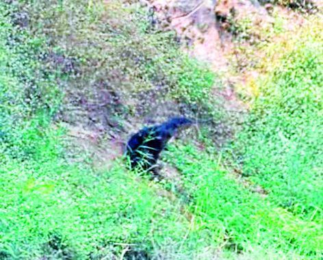 Rare otter found in Vidarbha: first photographic record | विदर्भात आढळले दुर्मीळ पाणमांजर  : पहिलीच फोटोग्राफिक नोंद