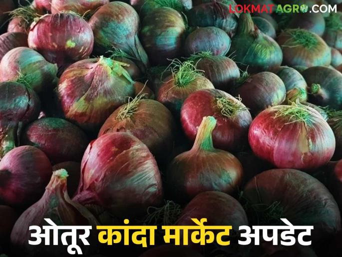 Kanda Bajar Bhav : Large arrival of onions in Otur Market Committee; How did you get the price? | Kanda Bajar Bhav : ओतूर बाजार समितीत कांद्याची मोठी आवक; कसा मिळाला दर?