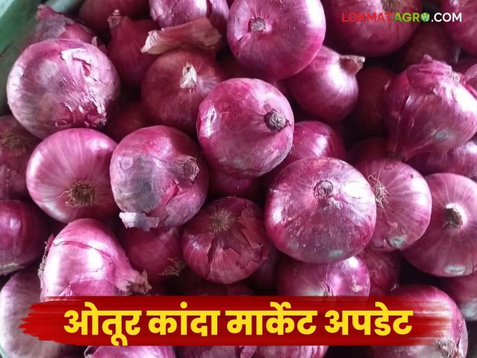 Onion Market : 34 thousand bags of onions arrive at Otur Market Committee; Read how the price is being obtained? | Onion Market : ओतूर बाजार समितीमध्ये ३४ हजार पिशवी कांद्याची आवक; वाचा कसा मिळतोय दर?