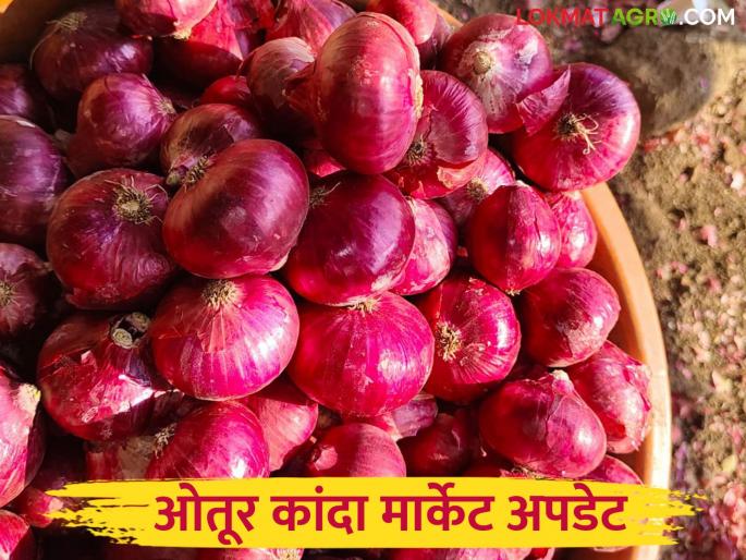 Kanda Bajar Bhav : 13 thousand onion bags arrived in Otur Market Committee; How did the price of the onion get? | Kanda Bajar Bhav : ओतूर बाजार समितीत १३ हजार कांदा पिशवी आवक; गोळा कांद्याला कसा मिळाला दर? Kanda Bajar Bhav : 13 thousand onion bags arrived in Otur Market Committee; How did the price of the onion get? | Kanda Bajar Bhav : ओतूर बाजार समितीत १३ हजार कांदा पिशवी आवक; गोळा कांद्याला कसा मिळाला दर?