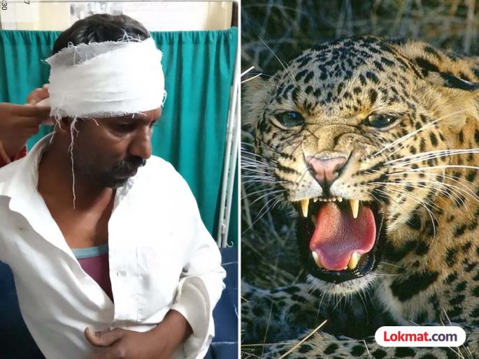 Leopard terror continues in Junnar taluka; Leopard attack in Rohokadi, Pimpalgaon Joga | जुन्नर तालुक्यात बिबट्याची दहशत कायम; रोहोकडी, पिंपळगाव जोगा येथे बिबट हल्ला Leopard terror continues in Junnar taluka; Leopard attack in Rohokadi, Pimpalgaon Joga | जुन्नर तालुक्यात बिबट्याची दहशत कायम; रोहोकडी, पिंपळगाव जोगा येथे बिबट हल्ला