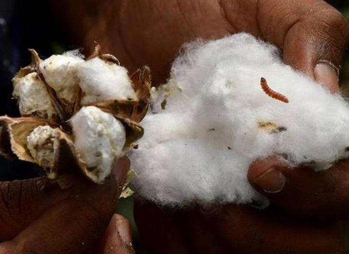 Ten percent outbreak of bollworm in Vidarbha! | विदर्भात बोंडअळीचा दहा टक्के प्रादुर्भाव! Ten percent outbreak of bollworm in Vidarbha! | विदर्भात बोंडअळीचा दहा टक्के प्रादुर्भाव!