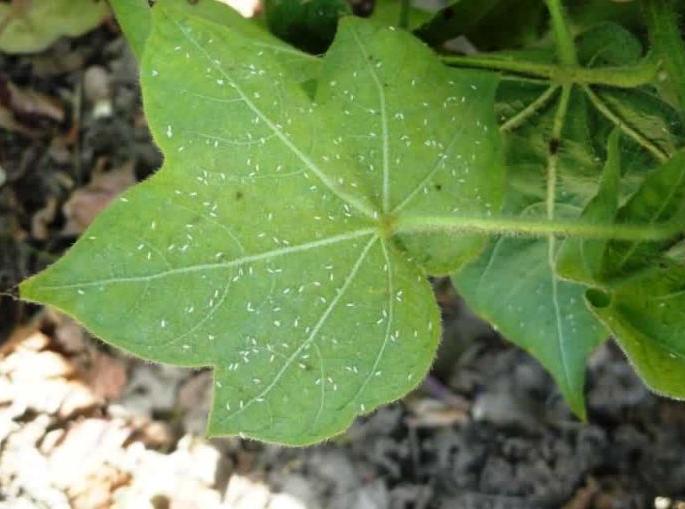 Outbreaks of insect on cotton crop | कपाशीवर तुडतुडे आणि फुलकिड्यांचा प्रादुर्भाव! Outbreaks of insect on cotton crop | कपाशीवर तुडतुडे आणि फुलकिड्यांचा प्रादुर्भाव!