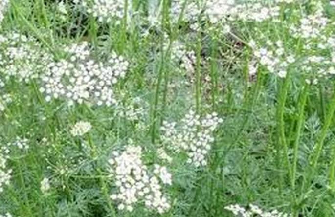 Ova crop area increased! | ओवा पिकाचे क्षेत्र वाढले! Ova crop area increased! | ओवा पिकाचे क्षेत्र वाढले!