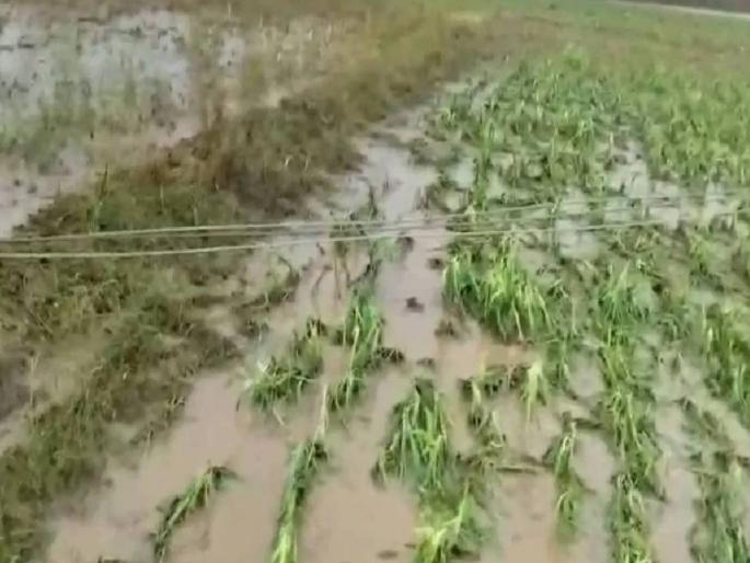 Crop soil on 1.7 million hectares in thirty districts; Nanded district worst hit by heavy rains | तीस जिल्ह्यांत १७ लाख हेक्टरवरील पिकांची माती; अतिवृष्टीचा सर्वाधिक फटका नांदेड जिल्ह्याला Crop soil on 1.7 million hectares in thirty districts; Nanded district worst hit by heavy rains | तीस जिल्ह्यांत १७ लाख हेक्टरवरील पिकांची माती; अतिवृष्टीचा सर्वाधिक फटका नांदेड जिल्ह्याला
