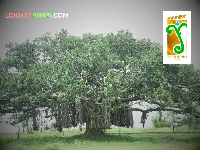 Life is useless without trees Farmers son film Jhaad is coming soon director sachin doiphode beed | Jhaad Movie : झाडांशिवाय जीवन व्यर्थ! बीड अन् धुळ्याच्या शेतकरीपुत्रांचा 'झाड' चित्रपट लवकरच आपल्या भेटीला