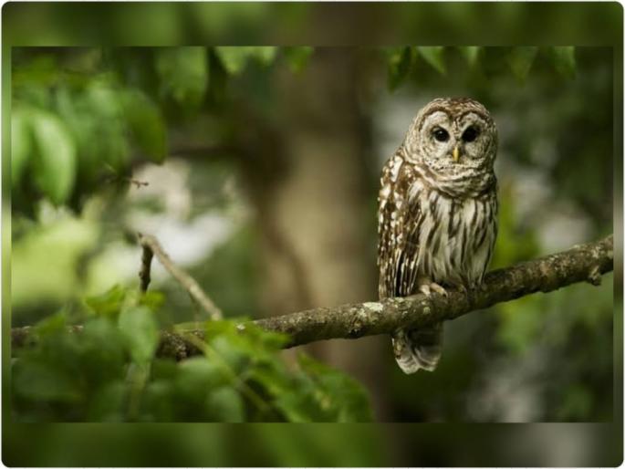 so owls nest in graveyards People still have superstitions about owls | ...म्हणून घुबडांची घरे स्मशानभूमीत! लोकांमध्ये आजही घुबडांबाबत अंधश्रद्धा