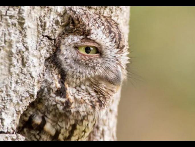 Tree with an eye or an owl? Stunning photograph leaves Twitter amazed | झाडाला डोळे की दडलंय घुबड? या फोटोनं सगळ्यांनाच लावलंय याड ! Tree with an eye or an owl? Stunning photograph leaves Twitter amazed | झाडाला डोळे की दडलंय घुबड? या फोटोनं सगळ्यांनाच लावलंय याड !
