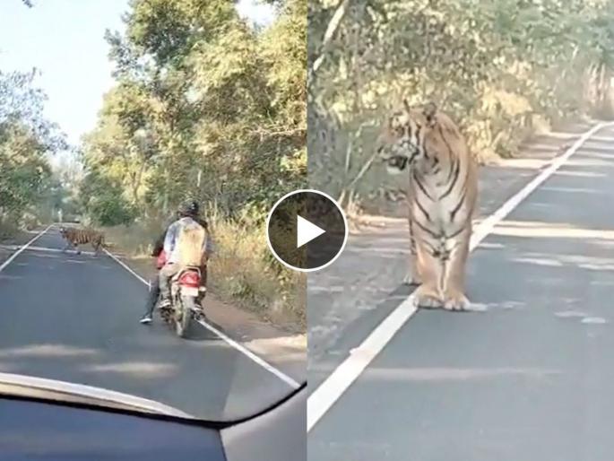 Bike riders narrowly escaped a tiger crossing the road, Pilibhit Video viral on Social media | अवघ्या ५ सेकंदानं वाचला युवकांचा जीव; Live Video नं सोशल मीडियात उडाली खळबळ Bike riders narrowly escaped a tiger crossing the road, Pilibhit Video viral on Social media | अवघ्या ५ सेकंदानं वाचला युवकांचा जीव; Live Video नं सोशल मीडियात उडाली खळबळ