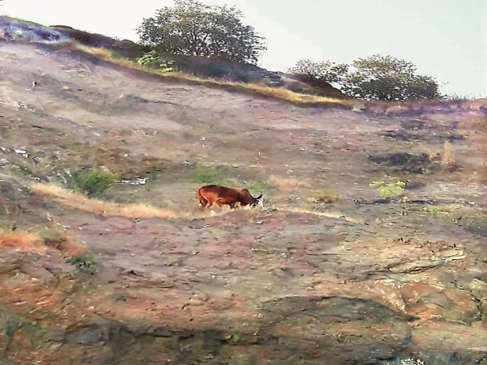 'Dug mountain and extracted bull'; Fire brigade finishes tough work | ‘खोदा पहाड और निकाला बैल’; अग्निशमन दलाला सात तासाने आले यश 'Dug mountain and extracted bull'; Fire brigade finishes tough work | ‘खोदा पहाड और निकाला बैल’; अग्निशमन दलाला सात तासाने आले यश