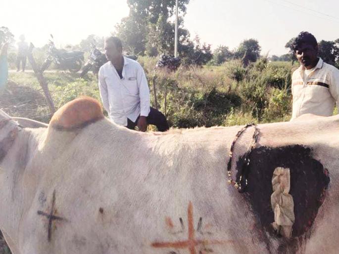 While aushakshan Padwa, a bull swallowed a mangalsutra worth lakhs; kept an eye on the dung, finally operated on | बैलाने लाखोंचे मंगळसूत्र गिळल्याने शेणावर लक्ष ठेवले, पण शेवटी ऑपरेशनचद्वारे काढवे लागले