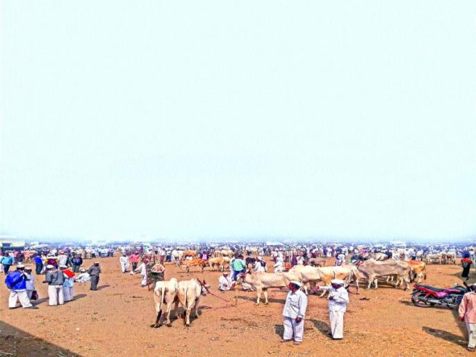 drought in pune district | दुष्काळाची दाहकता वाढली : लाडक्या सर्जा-राजाला बाजारचा रस्ता drought in pune district | दुष्काळाची दाहकता वाढली : लाडक्या सर्जा-राजाला बाजारचा रस्ता