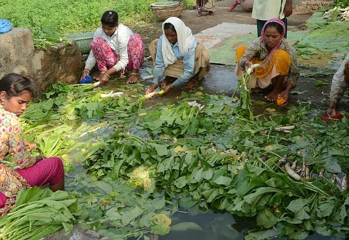 Lean prices on the market for leafy vegetables | पालेभाज्यांना बाजारात कवडीमोल किंमत