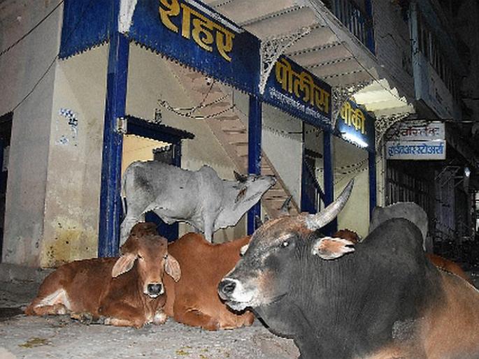 Mockat cattle 'bullying' outside police outpost | मोकाट गुरांची पोलीस चौकीबाहेर ‘दबंगगिरी’  Mockat cattle 'bullying' outside police outpost | मोकाट गुरांची पोलीस चौकीबाहेर ‘दबंगगिरी’
