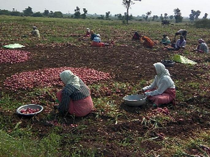Onions are on sale in the State | कांद्याची परराज्यात होतेय विक्री Onions are on sale in the State | कांद्याची परराज्यात होतेय विक्री